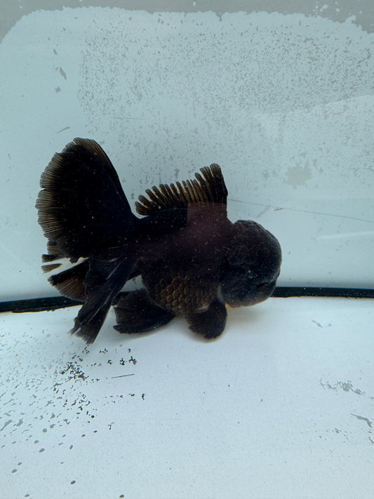 Black Oranda. WVF1130