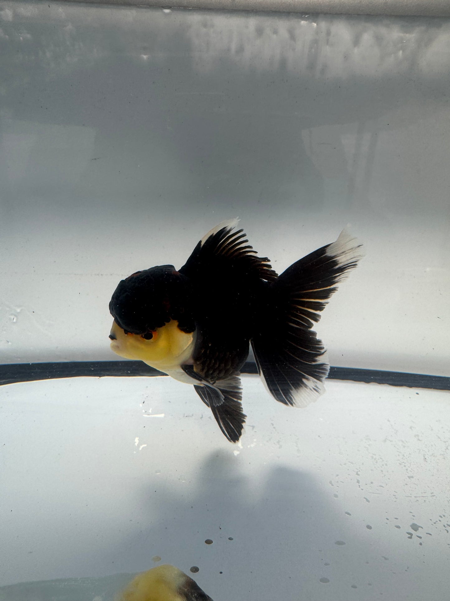 Panda/tricolour Oranda. WVF906