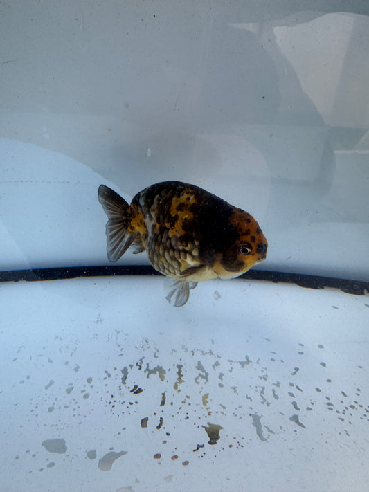 Calico Ranchu. WVF613