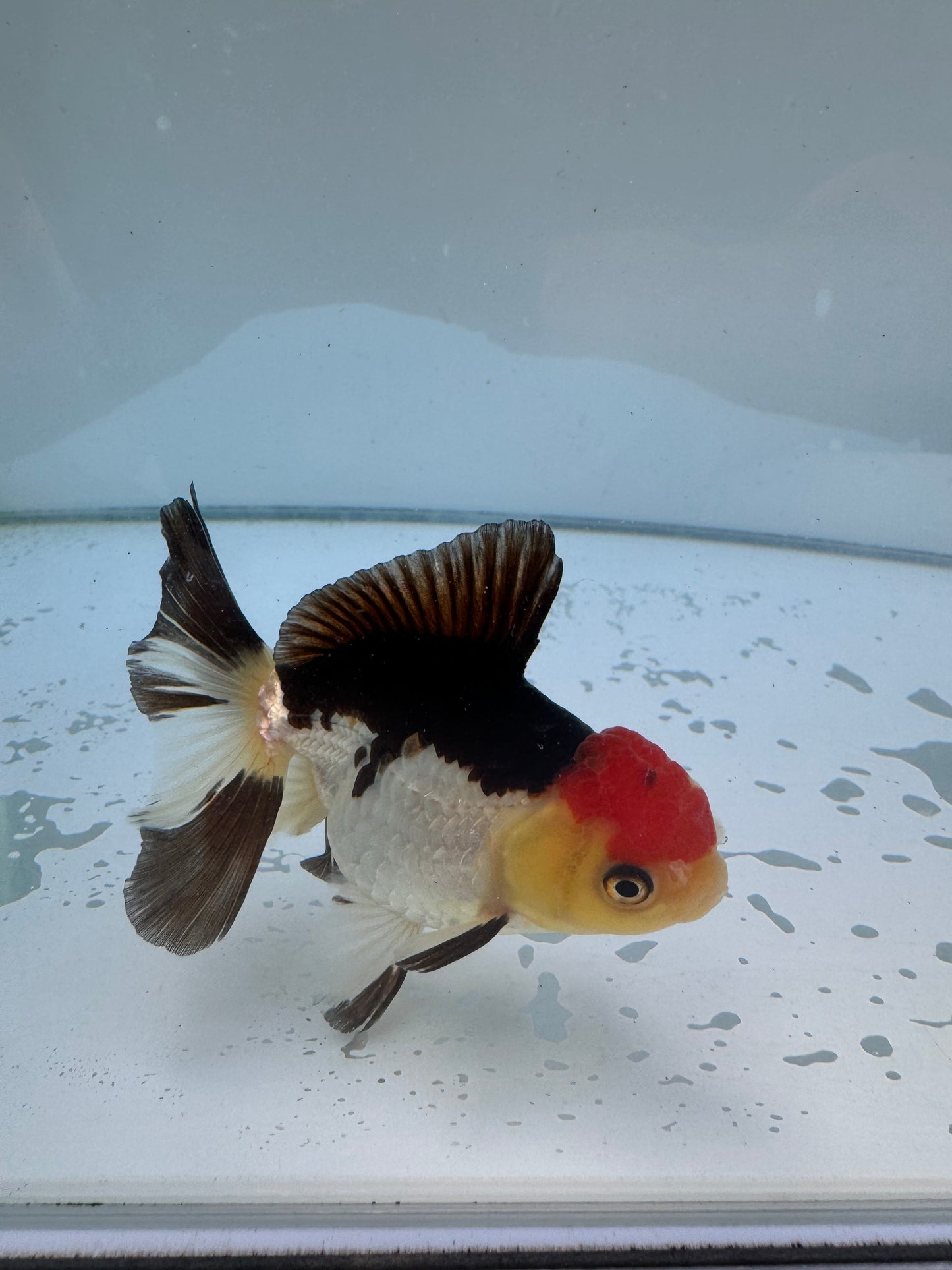 Tricolor Oranda.  WVF052