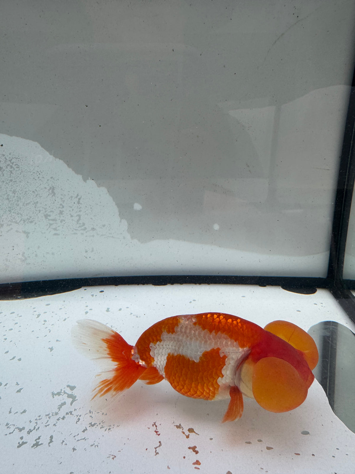 Red&white bubble eye.  WVF1175