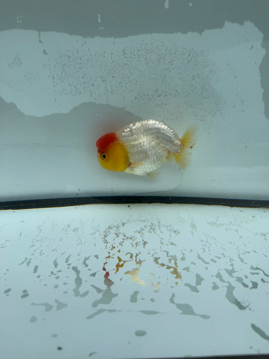 Redcap Ranchu.  WVF989