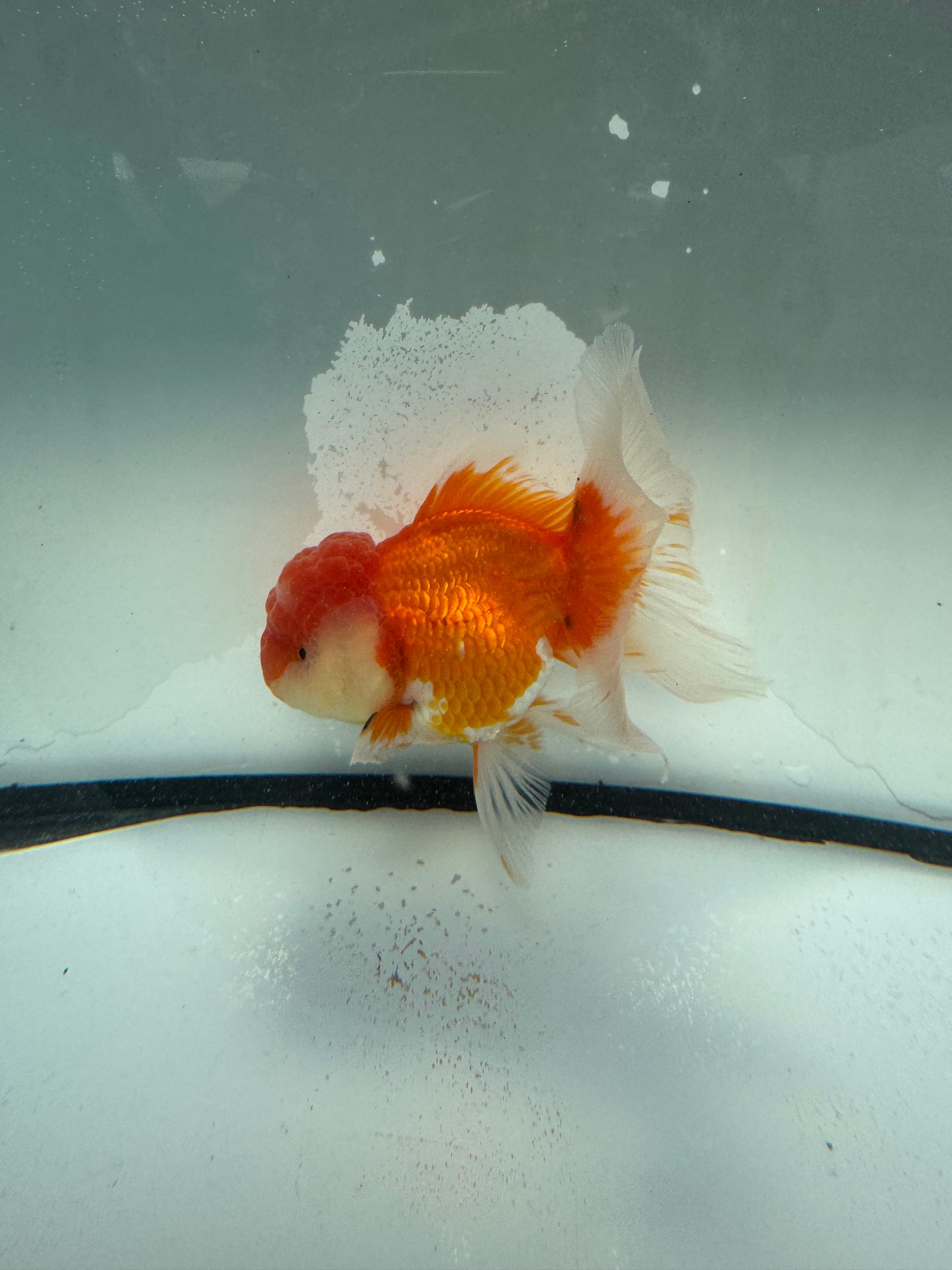 Red&white Oranda. WVF1070