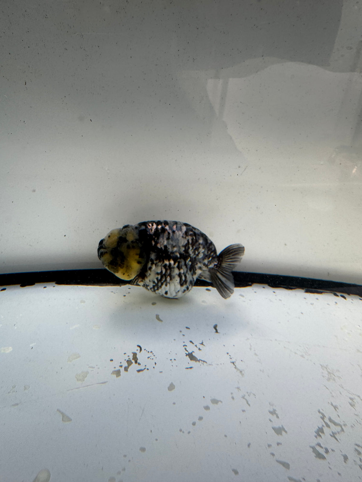 White Tiger Ranchu. WVF1188