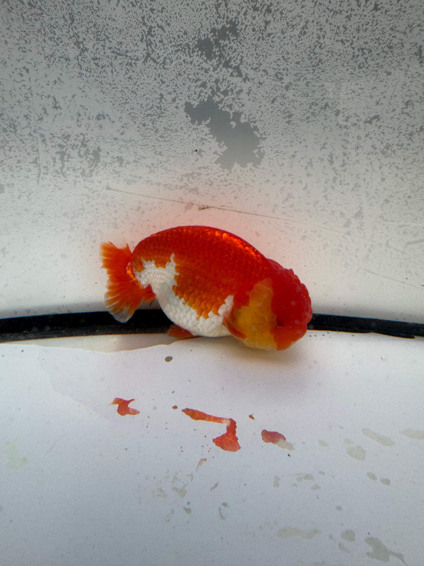 Red&white dragon head Ranchu. WVF1151