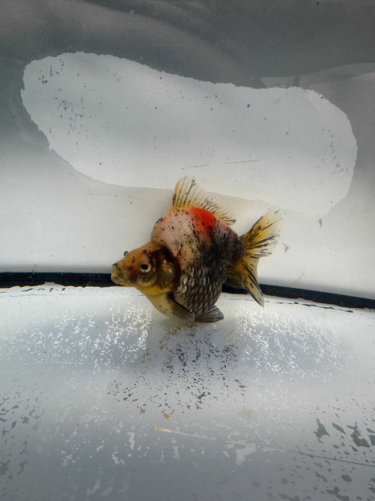 Calico Ryukin. WVF1020