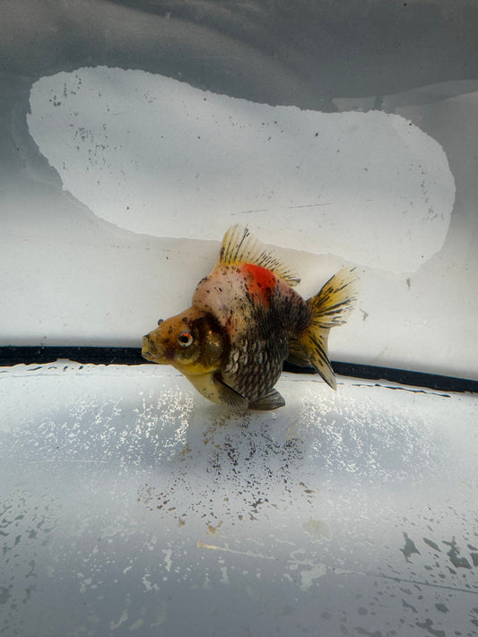 Calico Ryukin. WVF1020