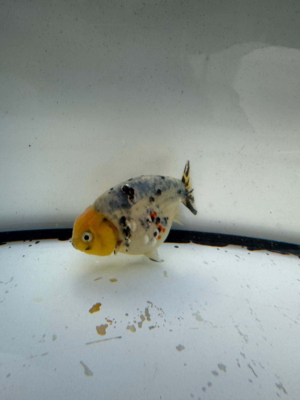 White tiger ranchu. WVF1189