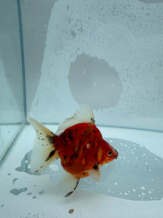 Broadtail calico Ryukin. WVF380