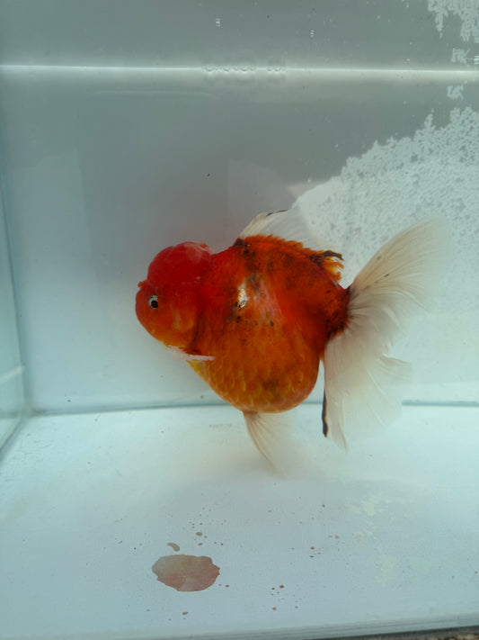 Calico Oranda. WVF367