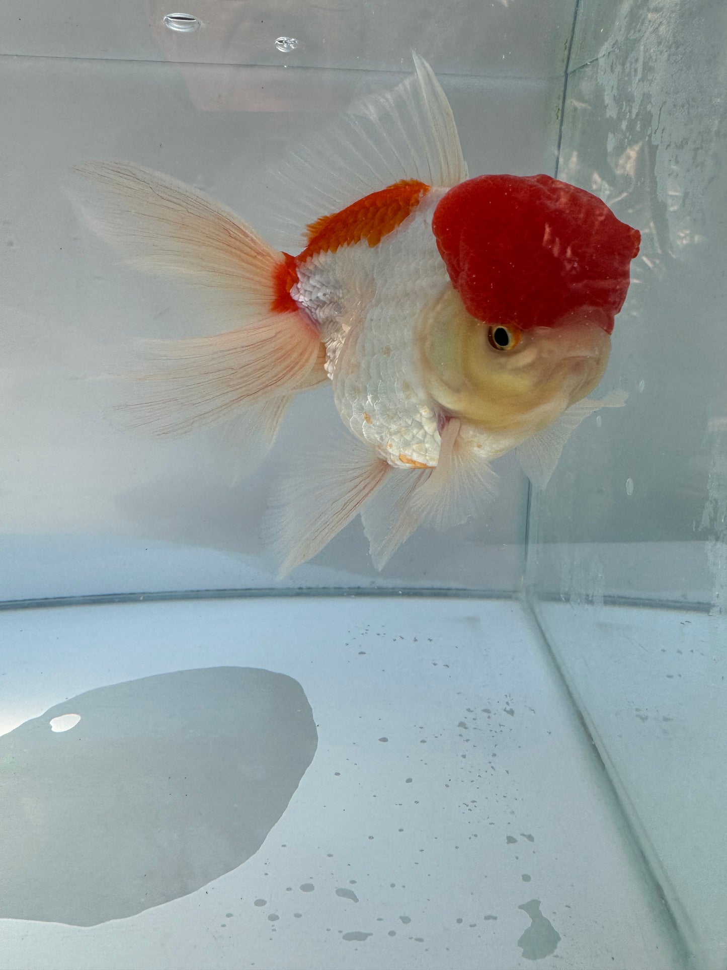 Red&White Oranda. WVF065