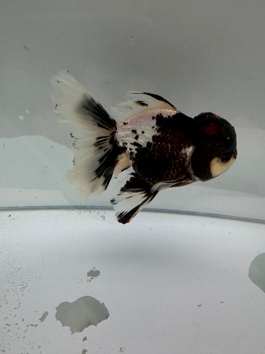 Panda/Tricolour Oranda.  WVF105