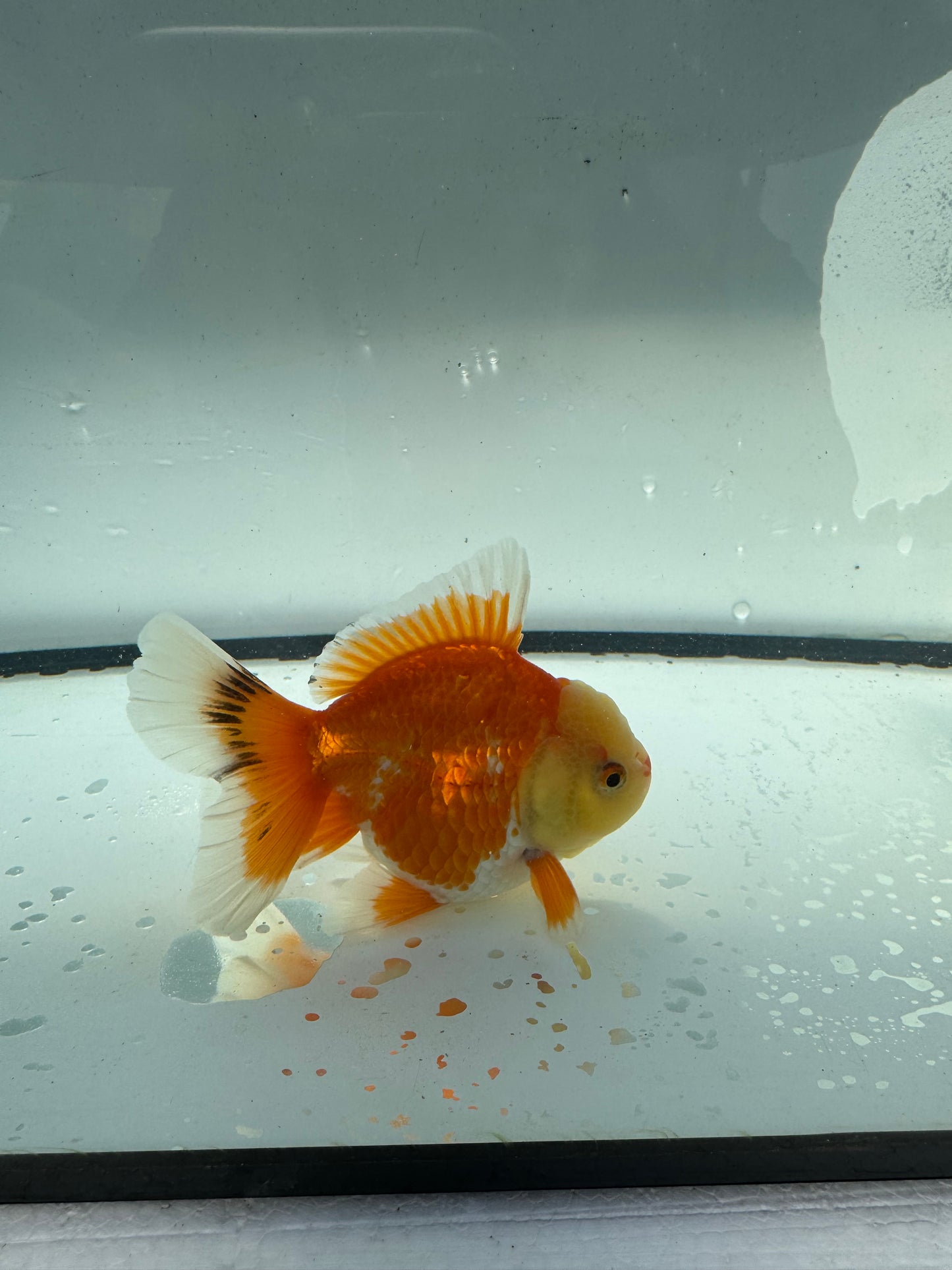Red&white Oranda. WVF944