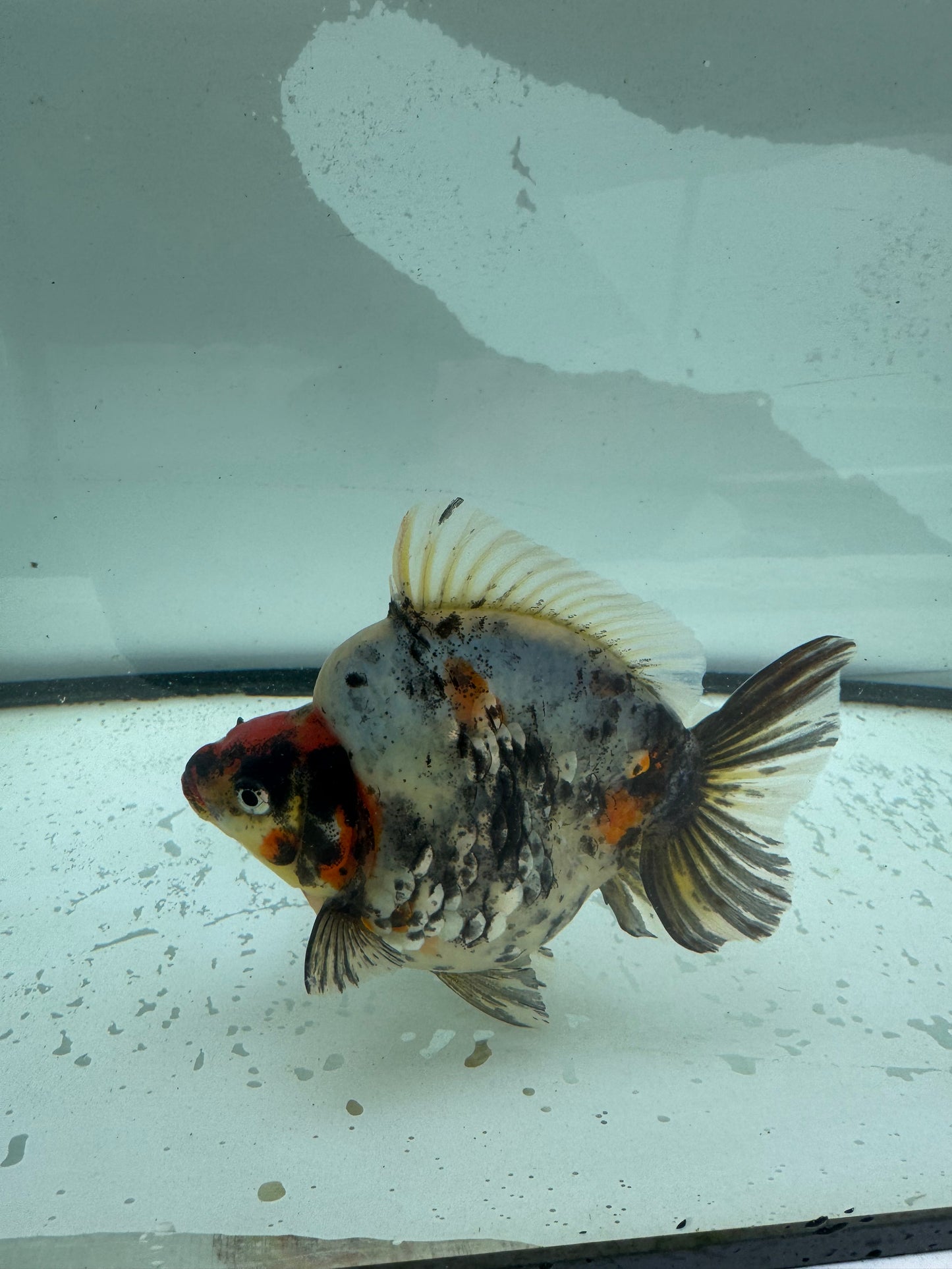Calico Ryukin. WVF961