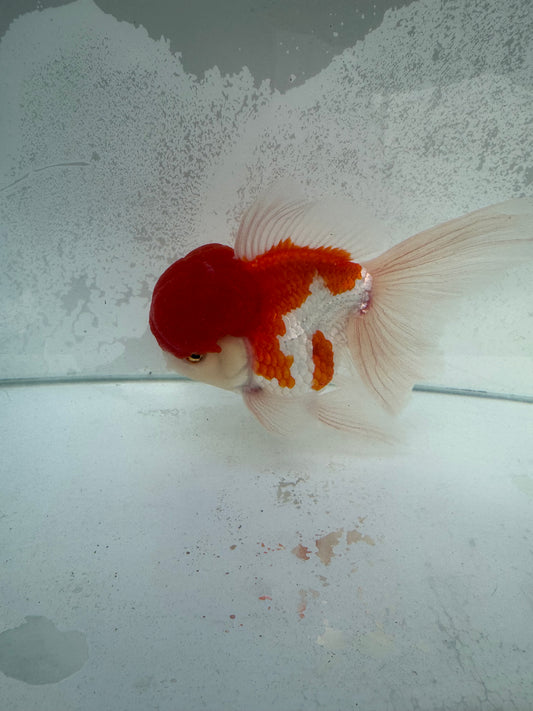 Red&white Oranda. WVF371