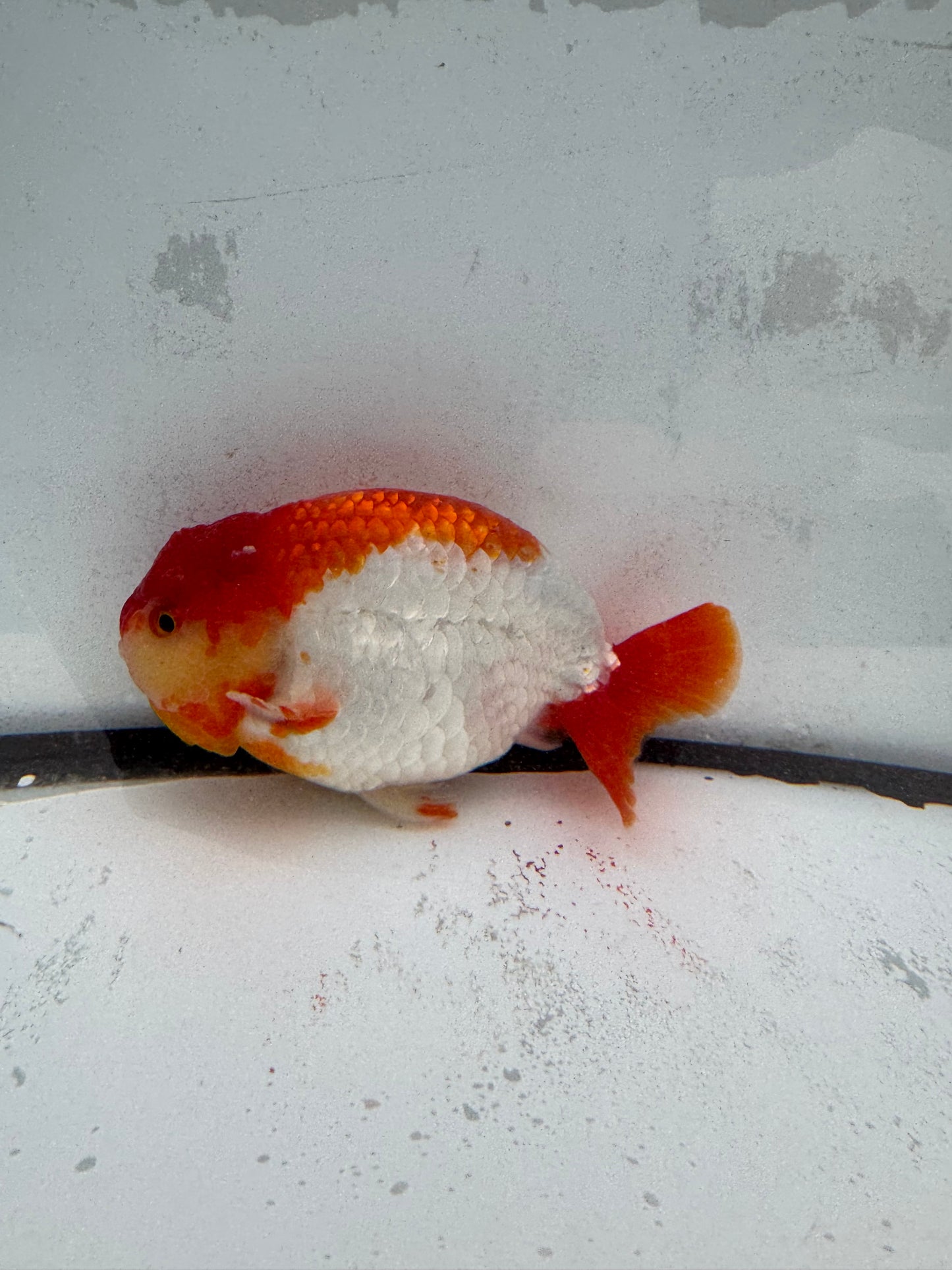 Red&white Ranchu. WVF458
