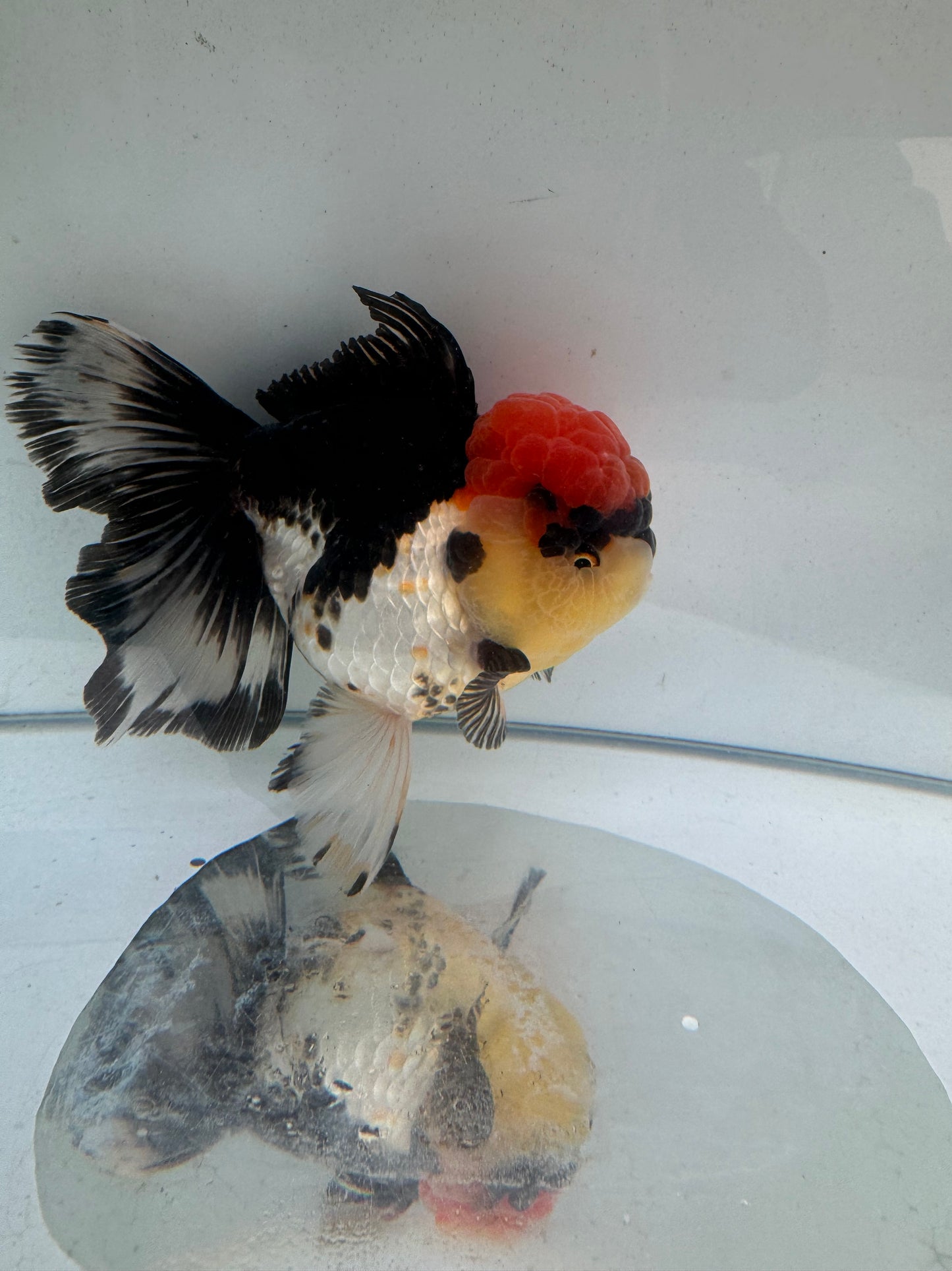 Tricolour Oranda. WVF278