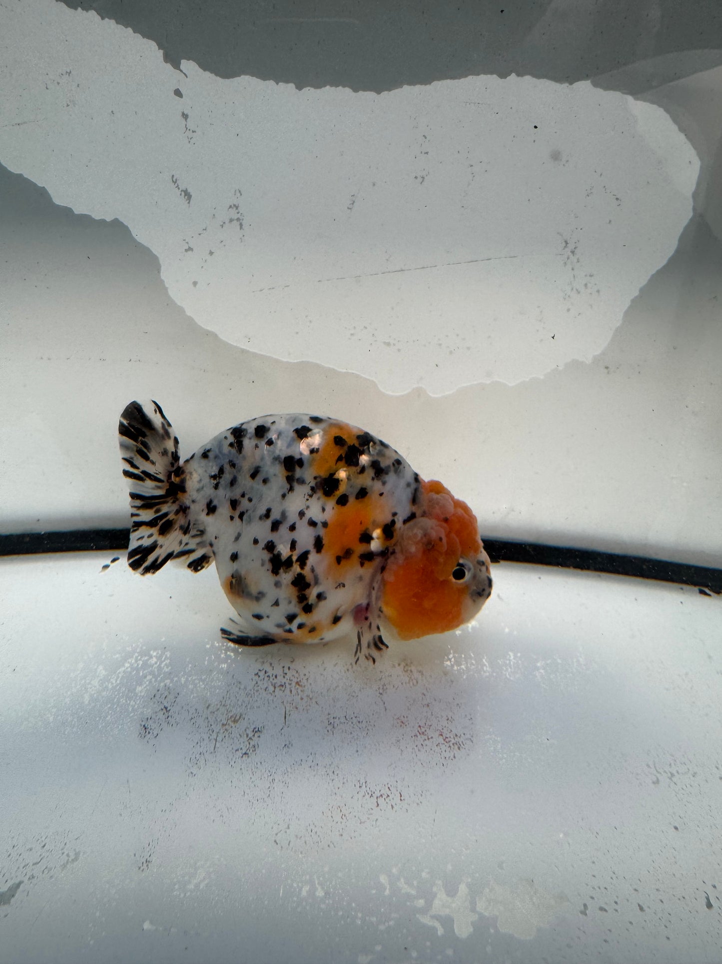 Calico Ranchu. WVF1036