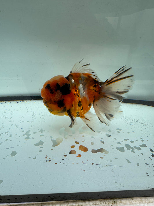 Calico Oranda. WVF1048
