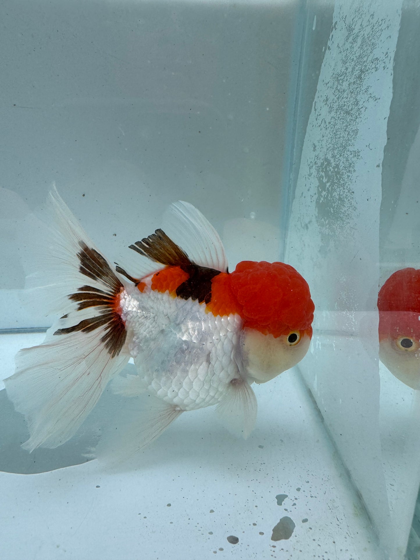 Tricolour Oranda.  WVF104