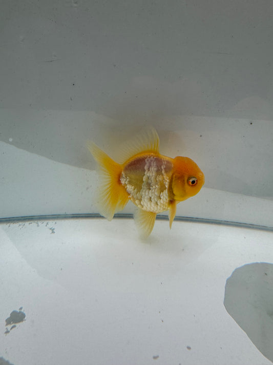 Lemon Sakura Oranda.  WVF109