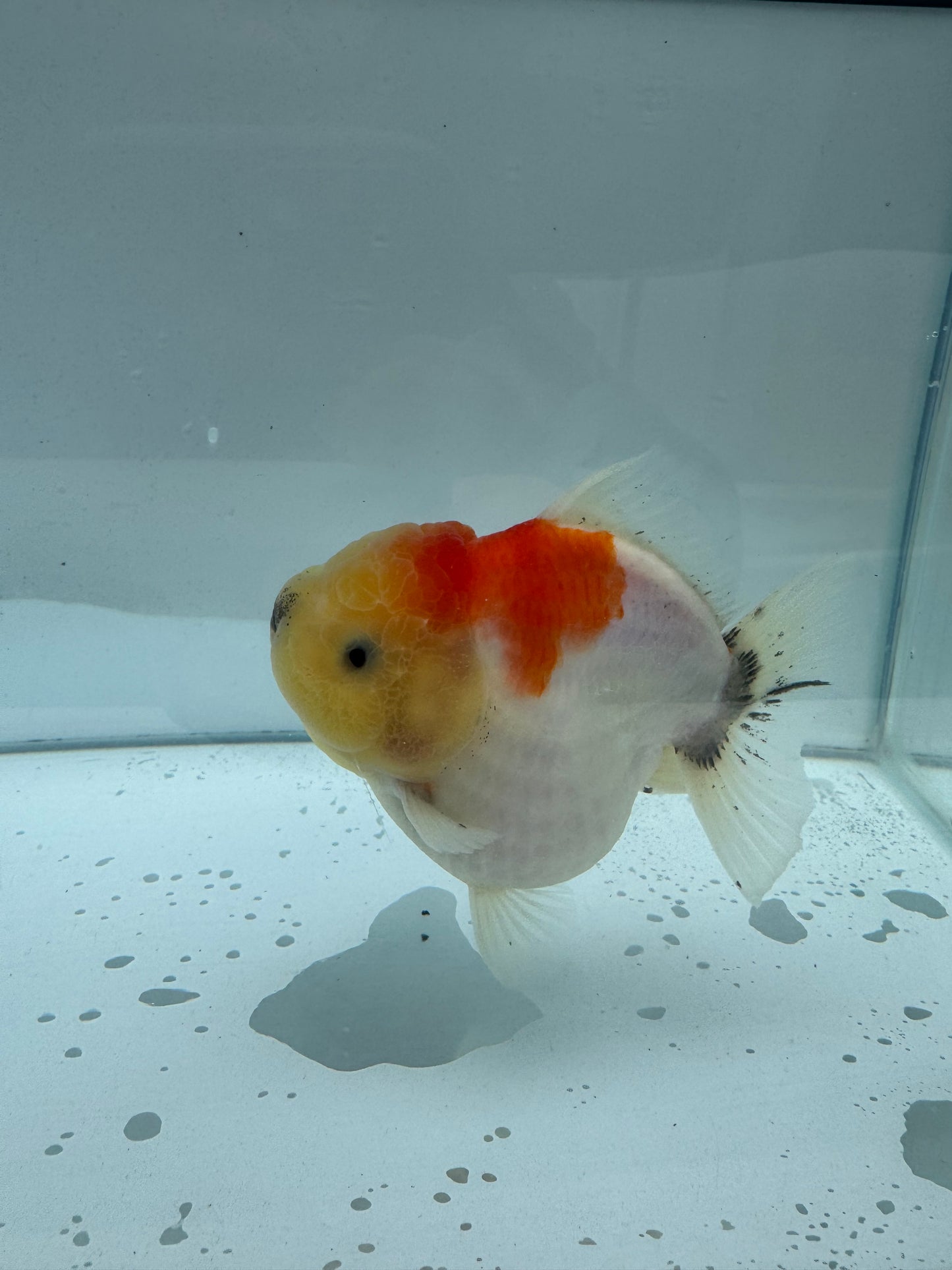 HQ Shogun Oranda.  WVF073. Direct from Jack shogun