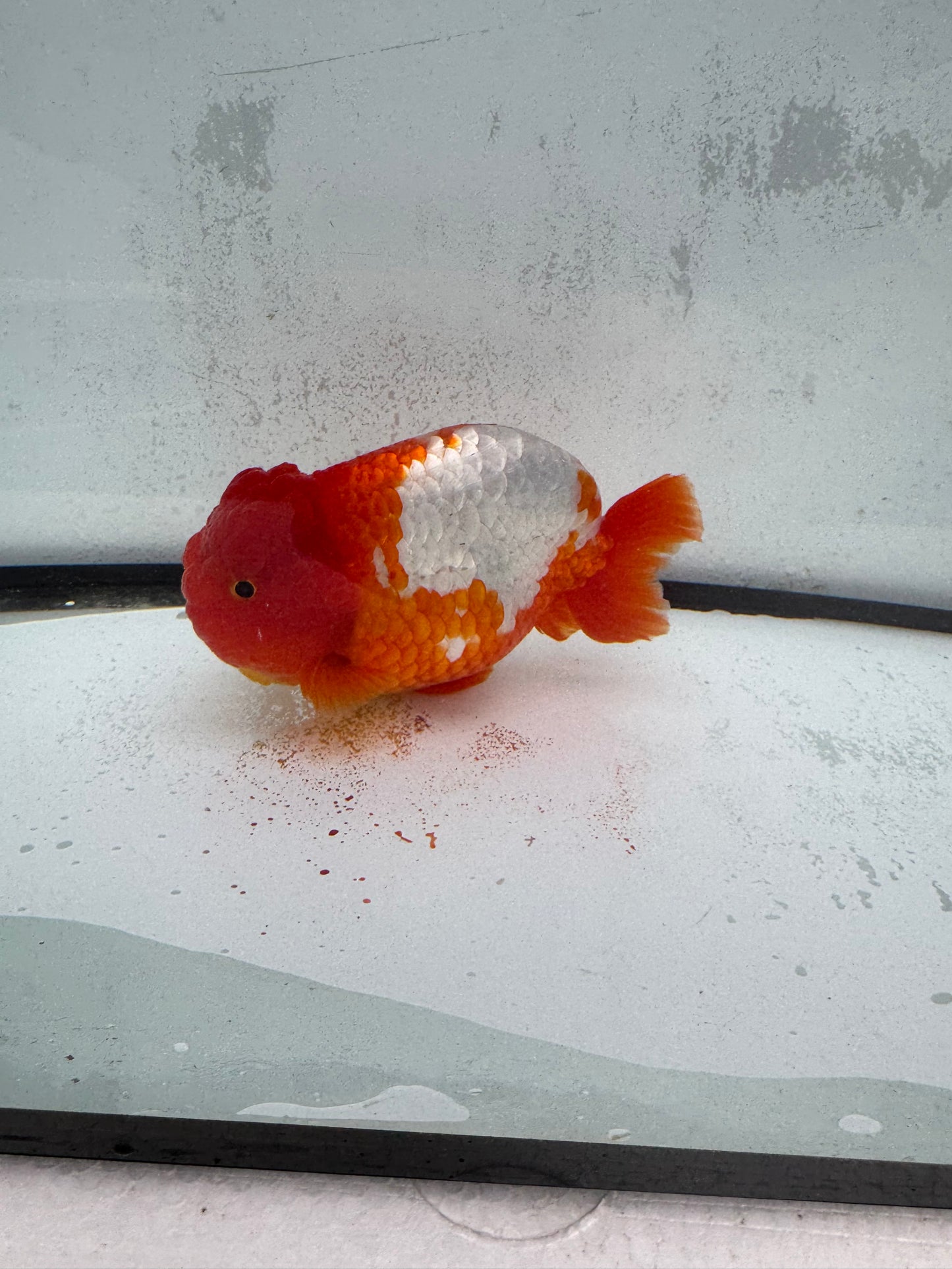 Red&white Ranchu. WVF455