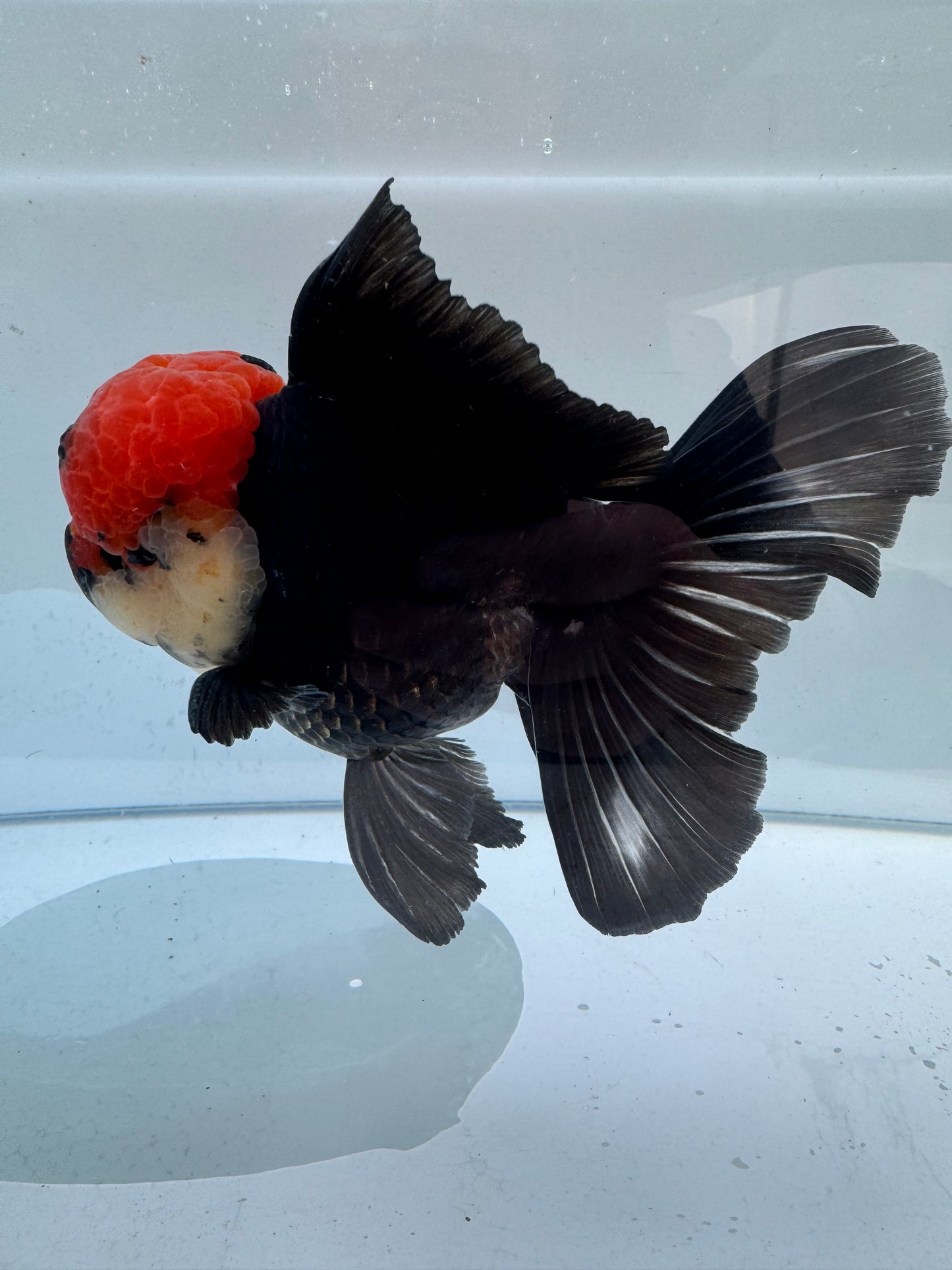 Tricolour Oranda. WVF283