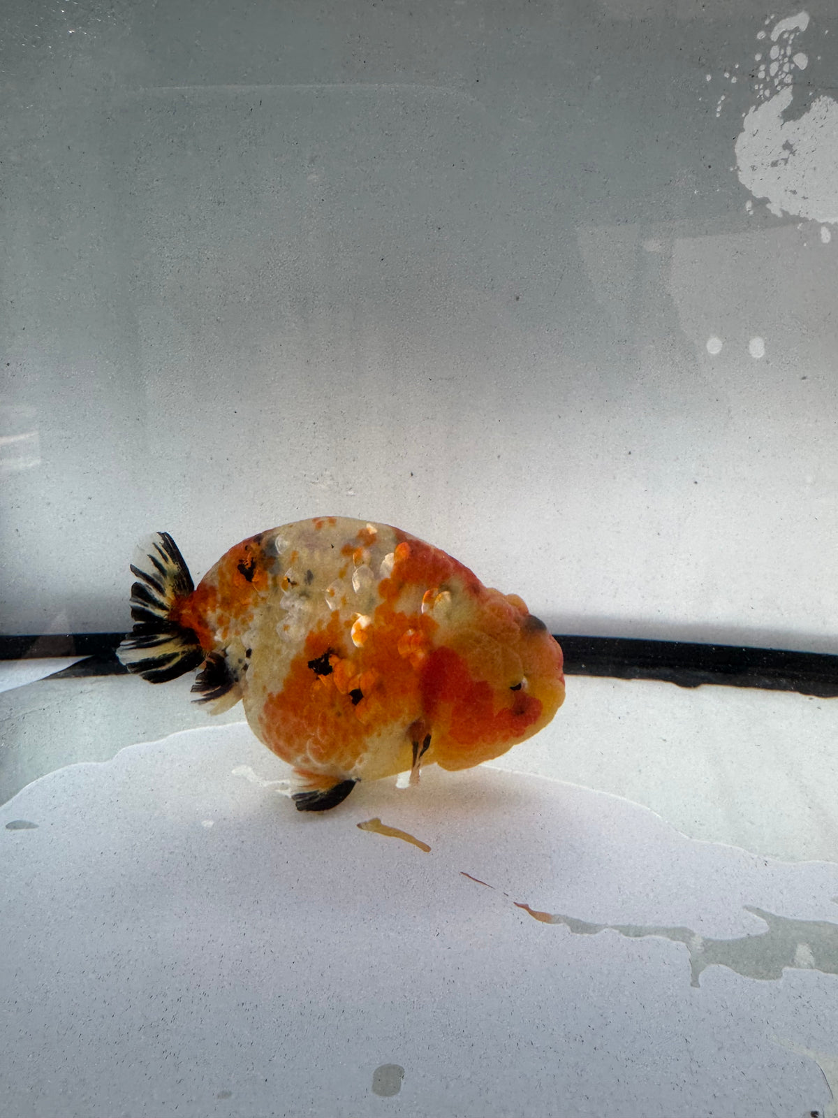 Calico Ranchu.  WVF1235