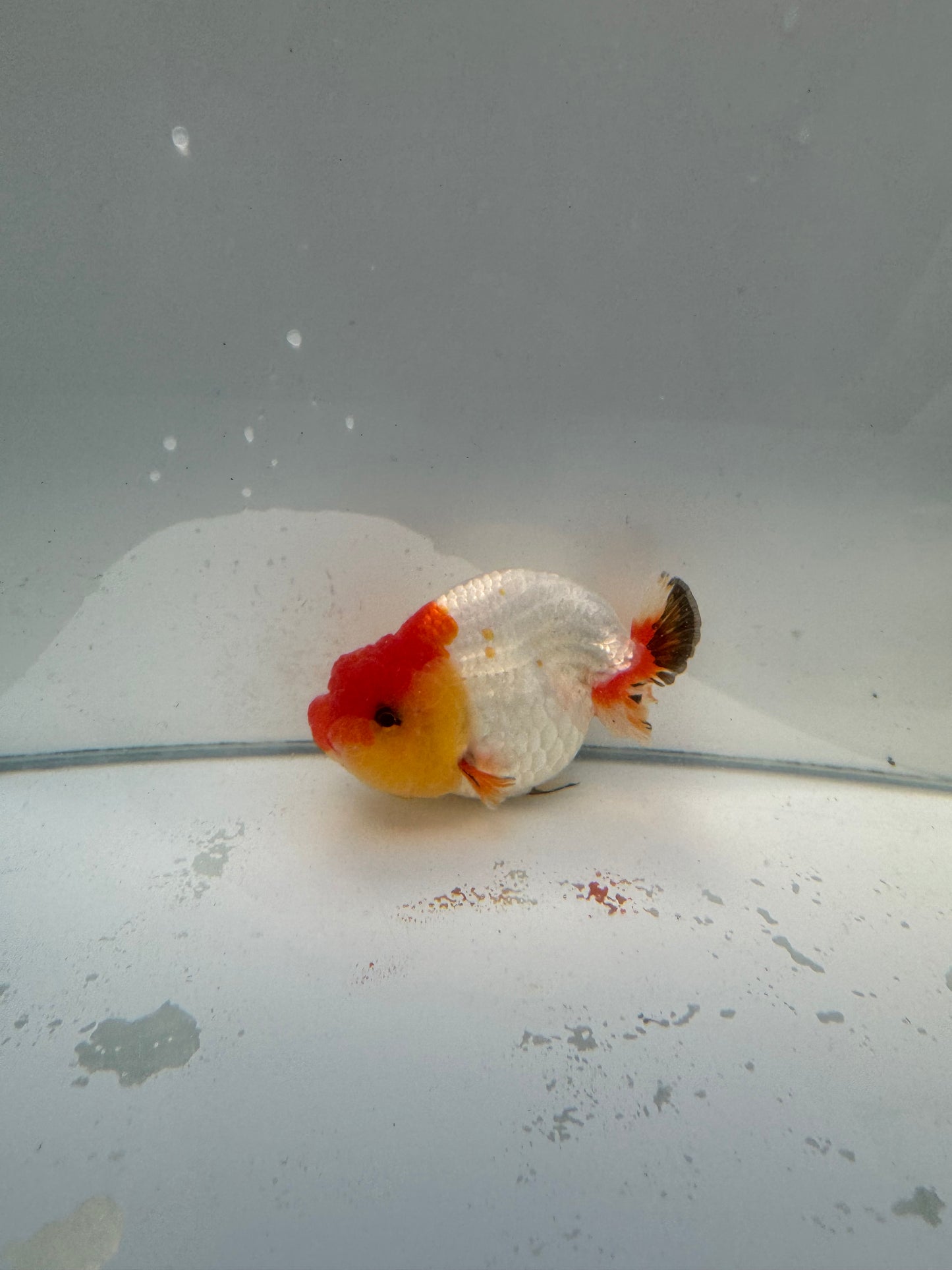 Red&white Ranchu.  WVF038