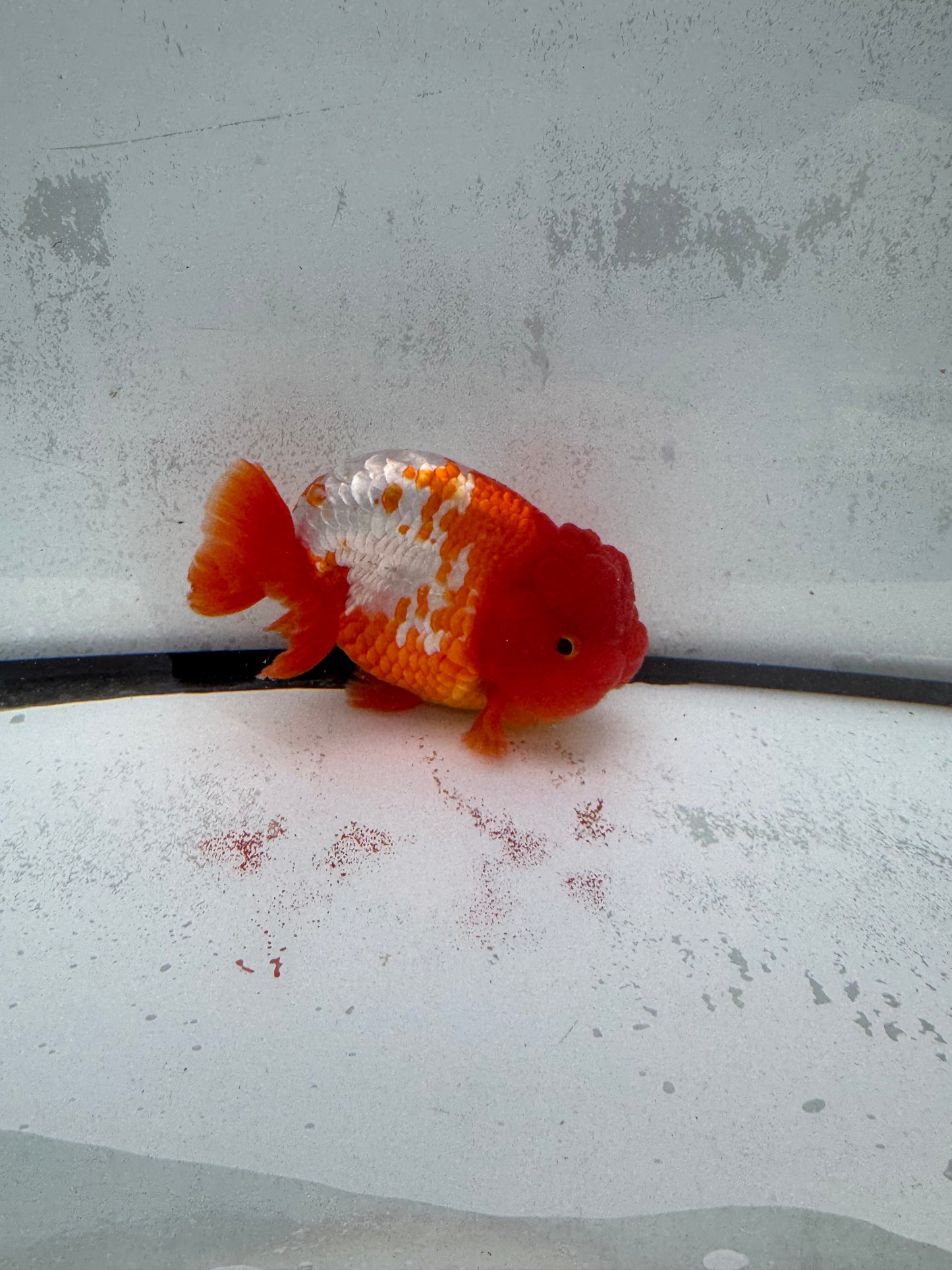 Red&white Ranchu. WVF455