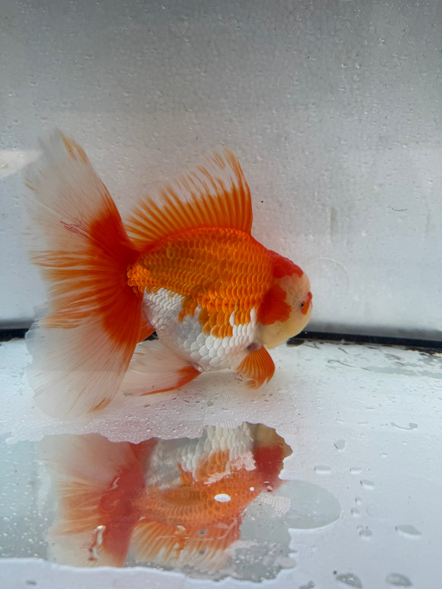 Red&white Oranda. WVF430