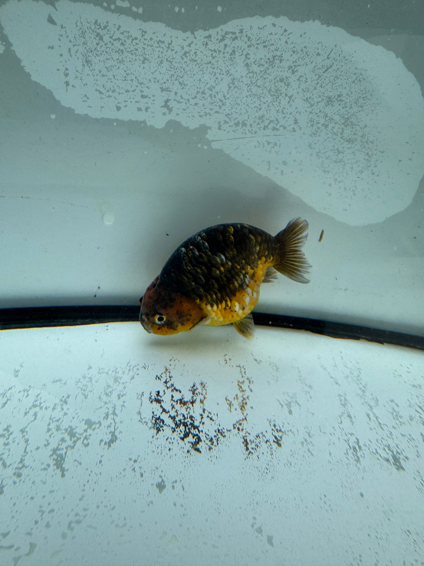 Kirin Ranchu. WVF978