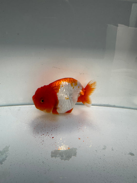 Red&white ranchu. WVF228