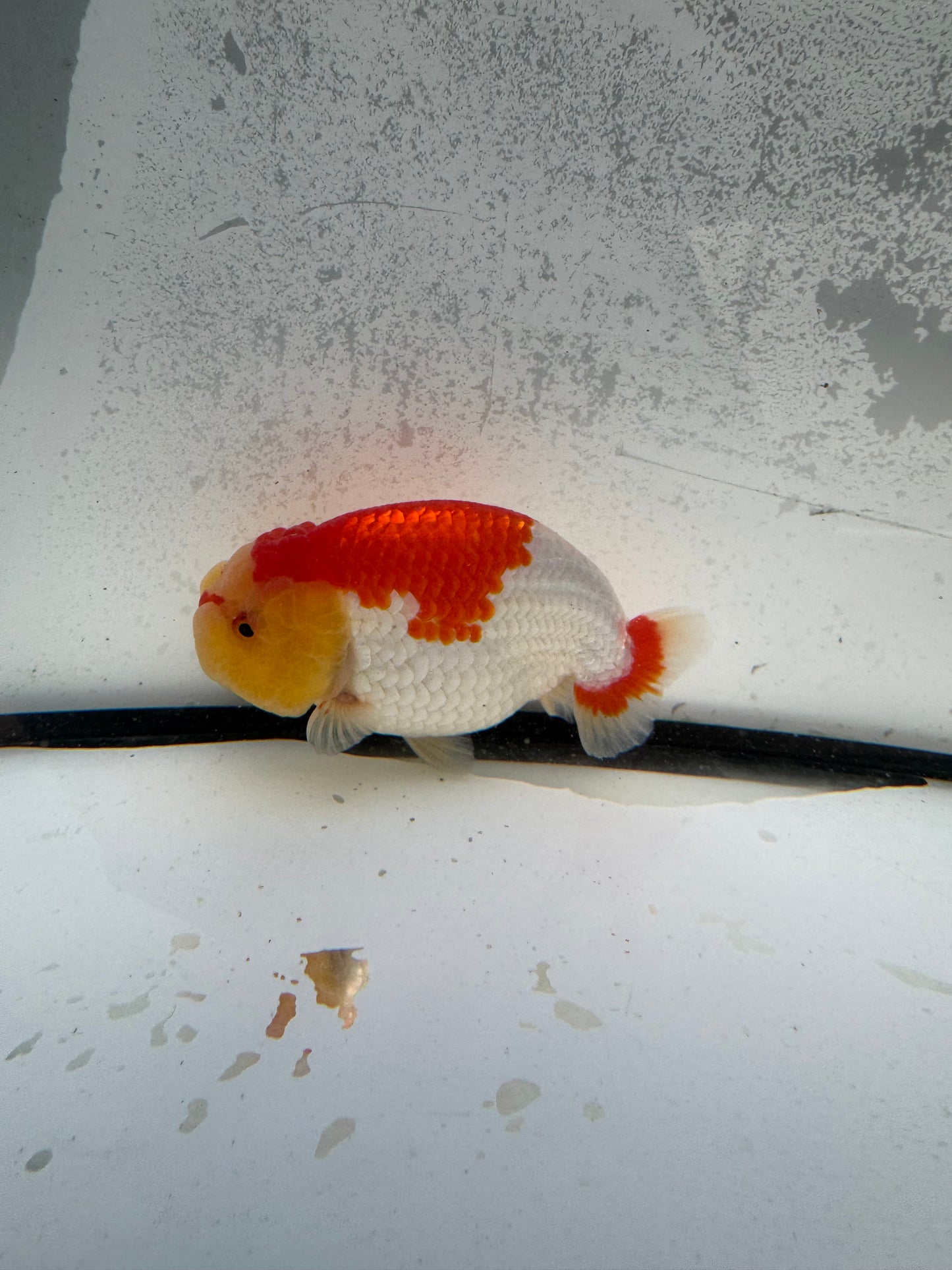 Red&white dragon head Ranchu. WVF1153