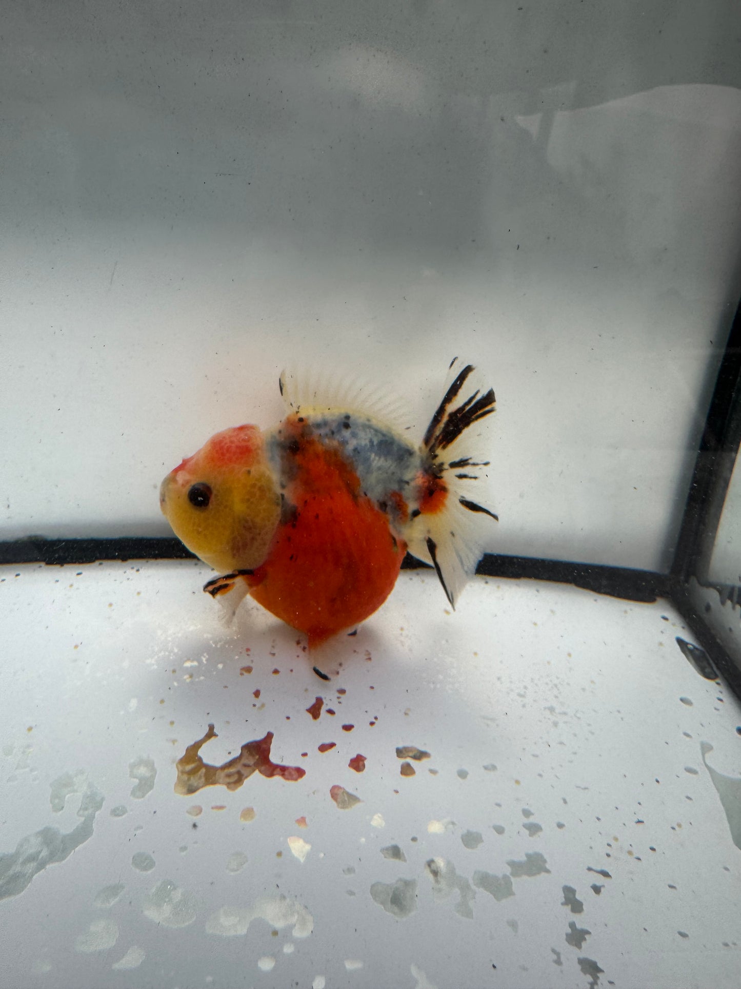 Calico short tail Oranda. WVF1052