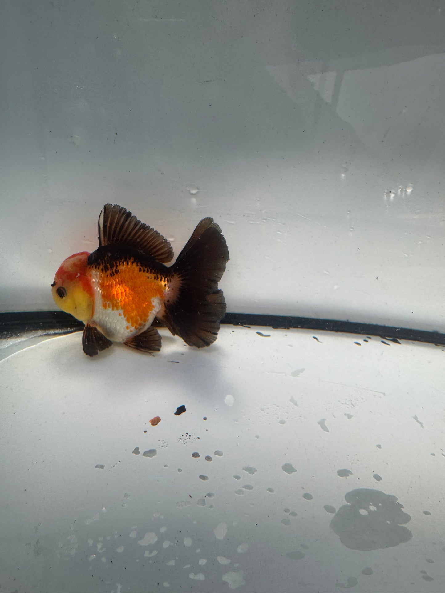 Tricolour Oranda. WVF937