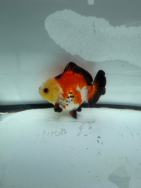 Short taił tricolour Oranda. WVF930
