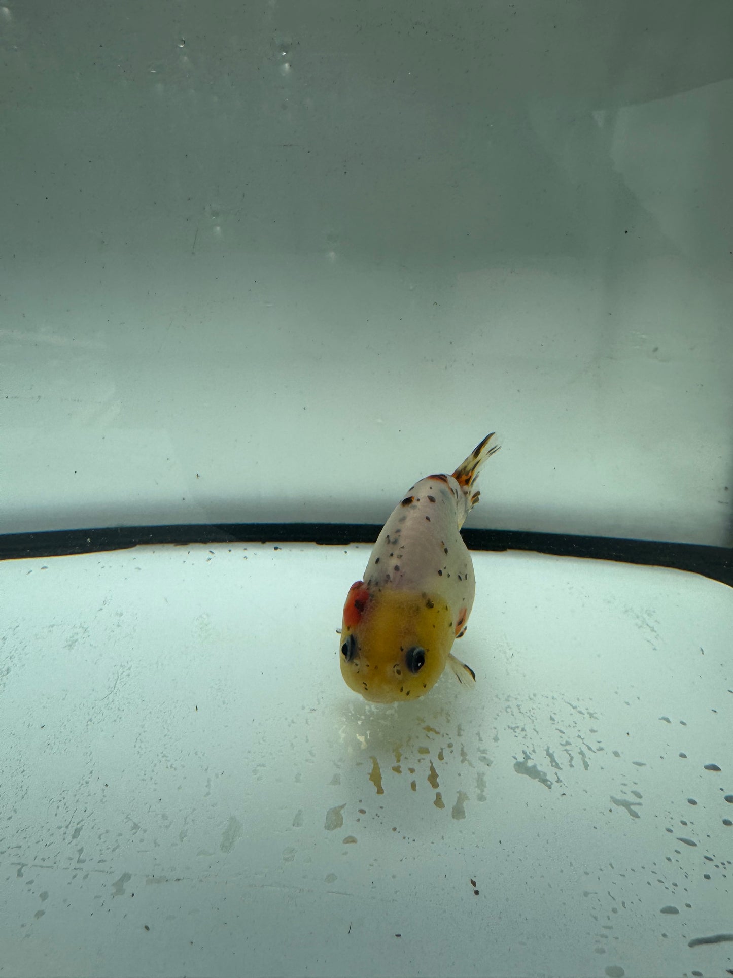 Calico Ranchu.  WVF958