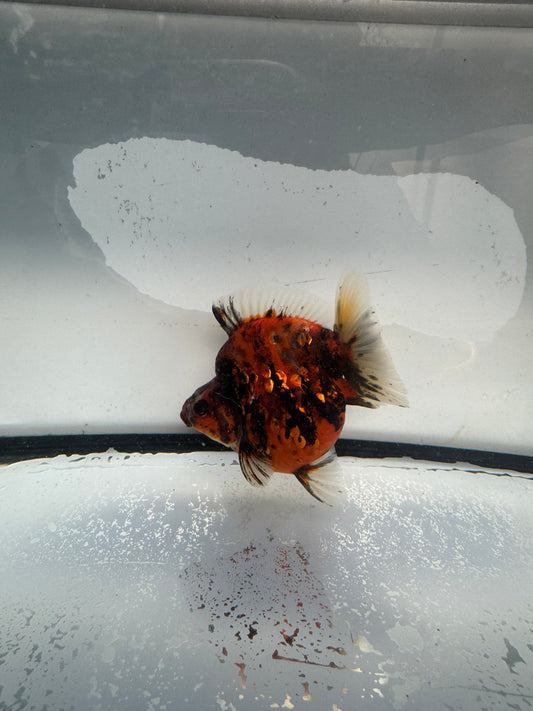 Calico Ryukin.  WVF1019