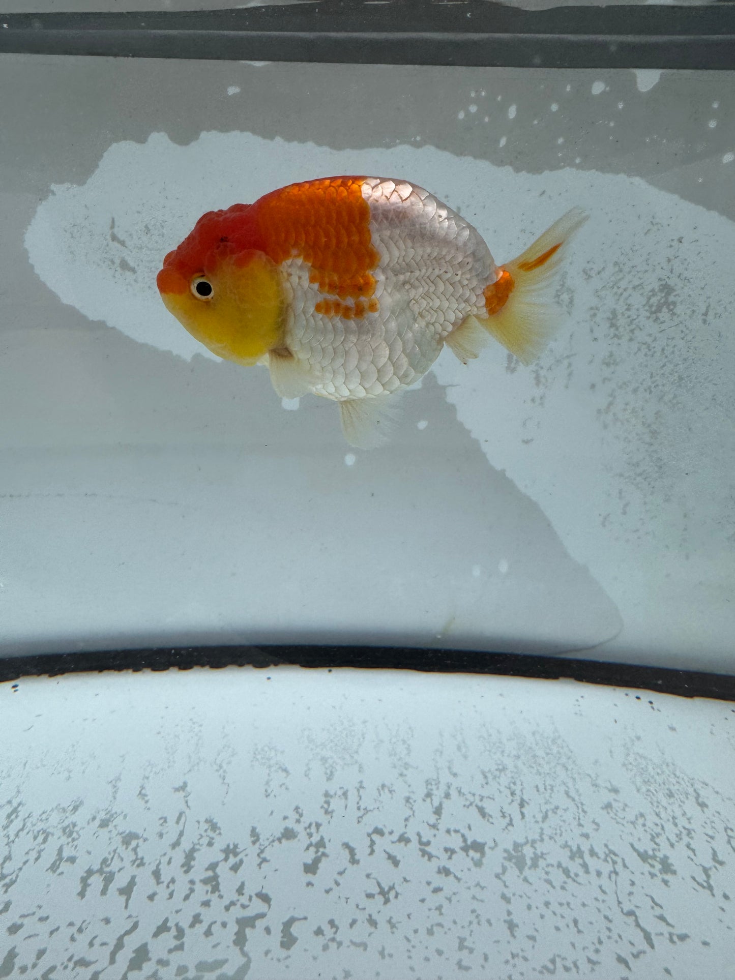 Red&white Ranchu. WVF1007