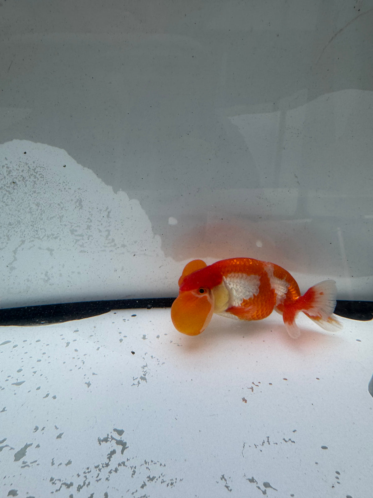 Red&white bubble eye.  WVF1175