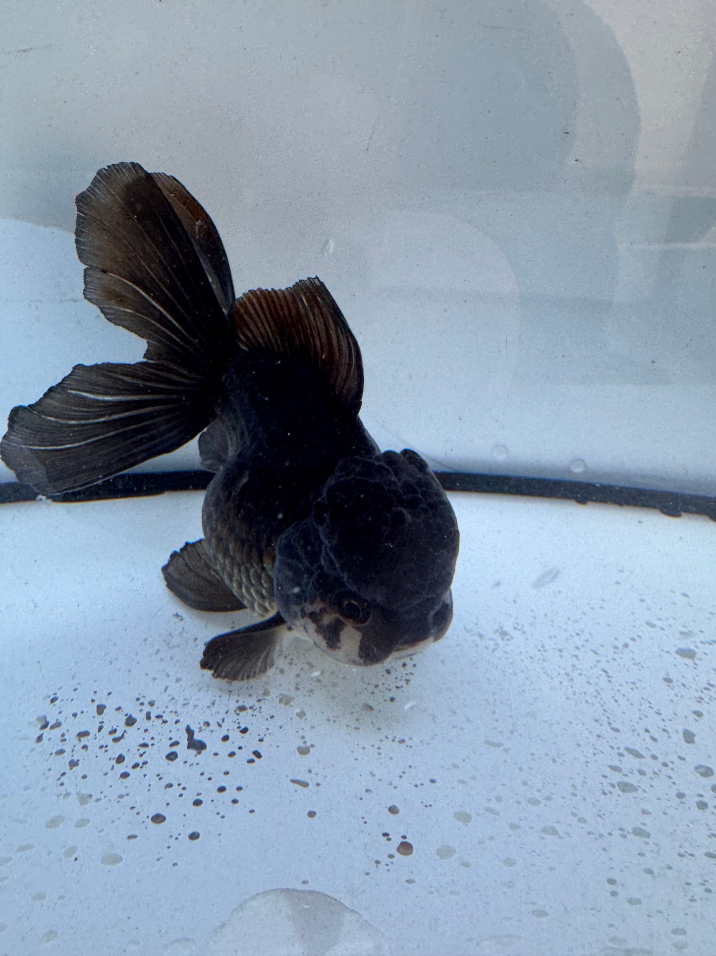 Bronze Oranda. WVF603