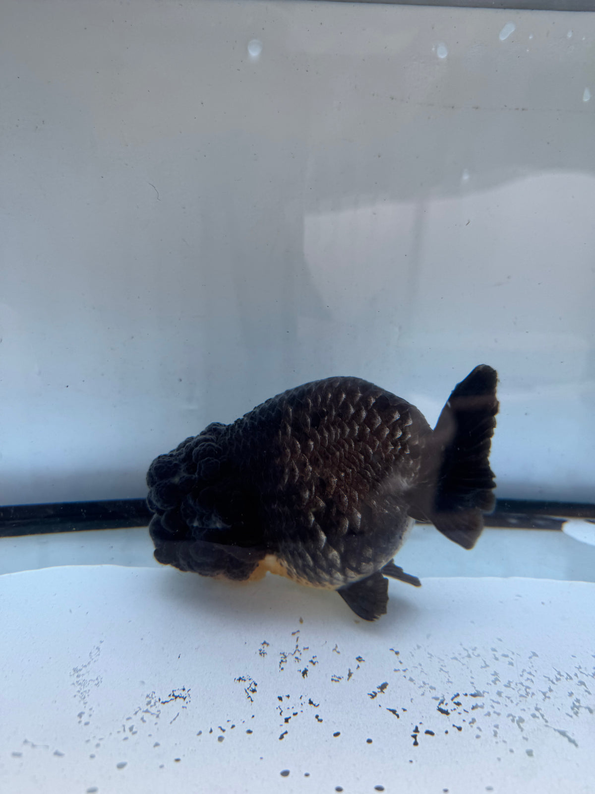 Ochiba Ranchu. WVF1241