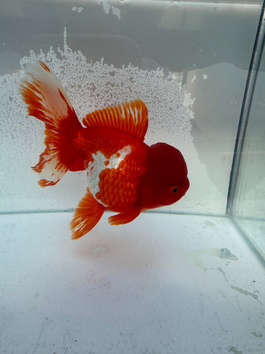 Red&white Oranda. WVF363