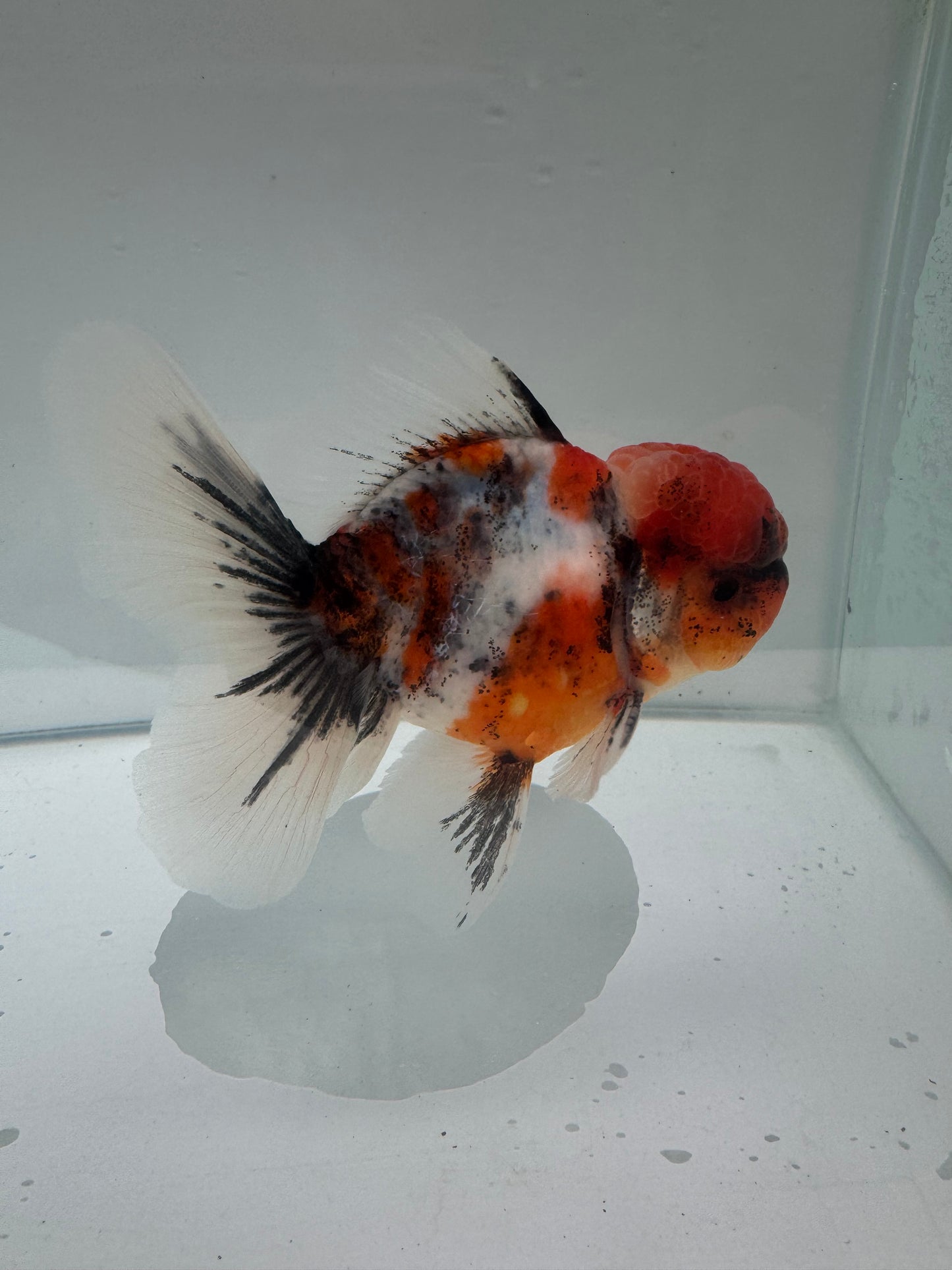 Calico Oranda.  WVF074