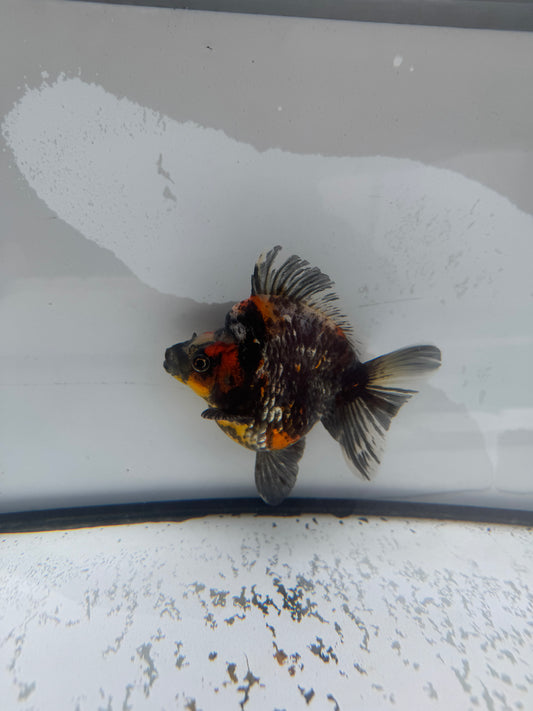 Calico Ryukin.  WVF960
