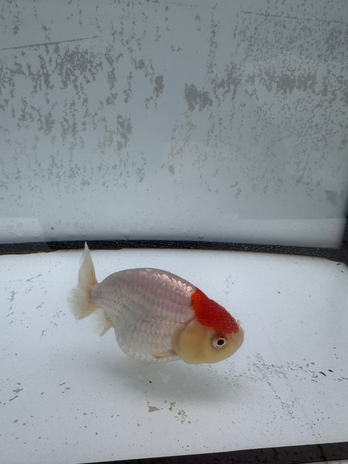Red&white Ranchu. WVF499