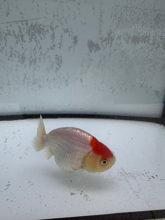 Red&white Ranchu. WVF499