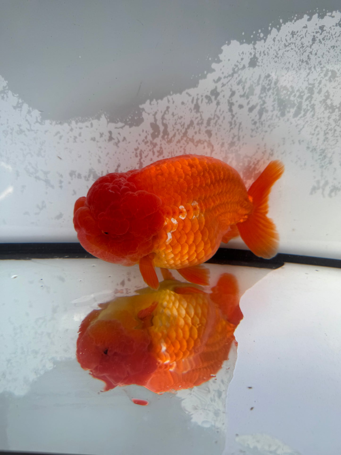 Red Ranchu.  WVF397